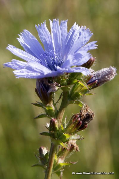 Vilda blommor i Sverige