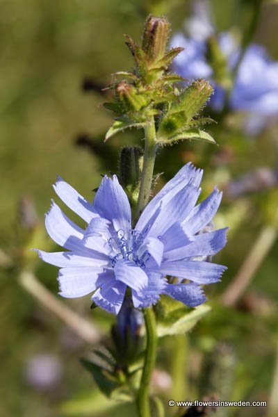 Flora of Sweden online, Native plants, Sverige