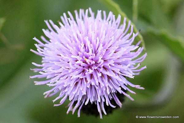 Vilda Blommor i Sverige