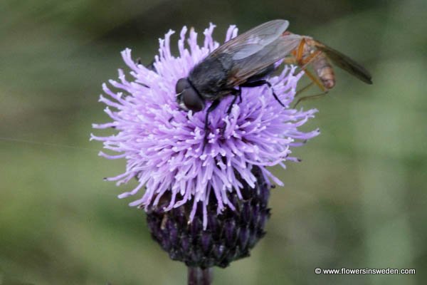 Cirsium arvense, Serratula arvensis, Åkertistel, Acker-Kratzdistel, Akkerdistel, Creeping Thistle, Canada thistle