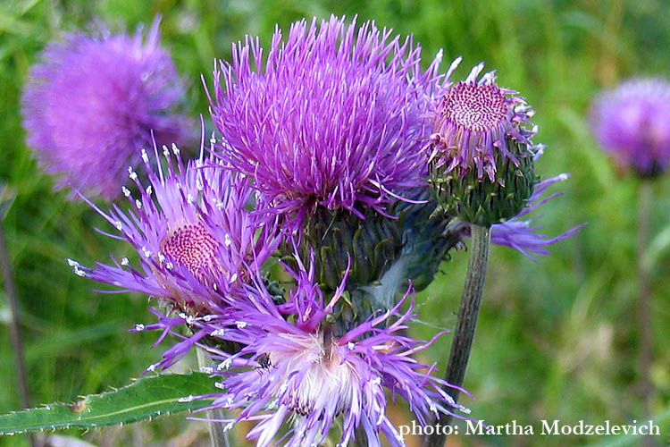 Zweden, Natuur, Bloemen