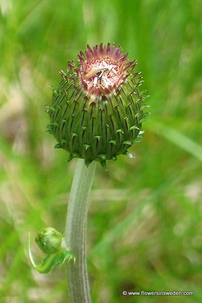 Sweden, Nature, Travel, Wild Flowers