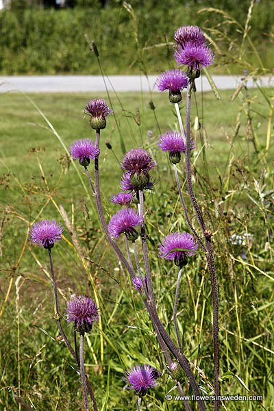 Flowers of Sweden