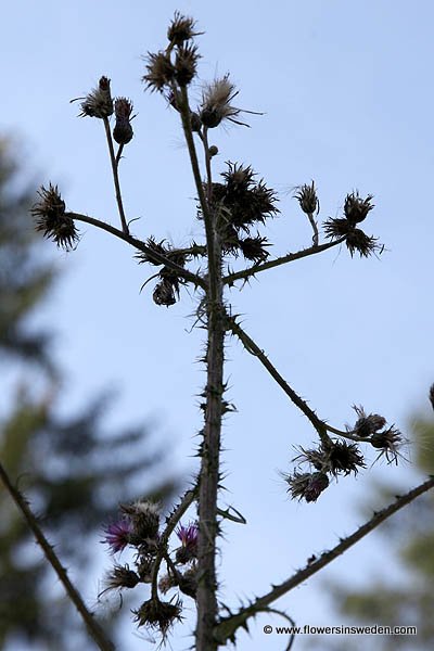 Cirsium palustre, Kärrtistel, Sumpf-Kratzdistel, Kale jonker, Marsh Thistle