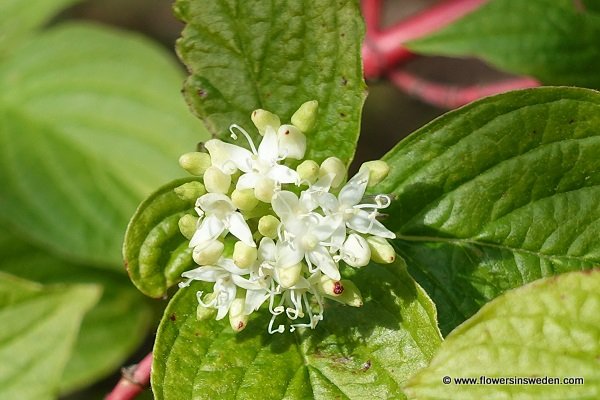 Cornus sanguinea, Skogskornell, Roter Hartriegel, Rode kornoelje, Common dogwood