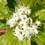 Cornus sanguinea - Flowers of Sweden
