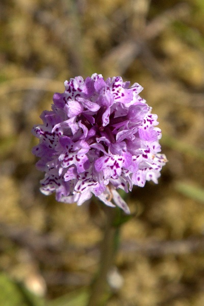 Sweden, Nature, Travel, Flowers