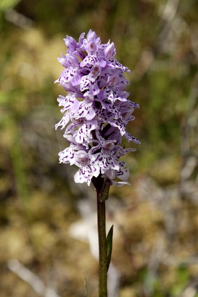 Zweden, Bloemen, Natuur