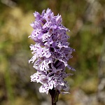 Dactylorhiza fuchsii - Flowers of Sweden