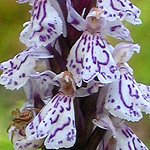 Dactylorhiza maculata - Flowers of Sweden