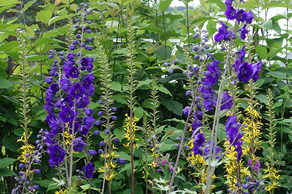 Flowers in Sweden, Wildflowers, Delphinium elatum, Stor riddarsporre, Hoher Rittersporn, Hoge ridderspoor, Candle larkspur, Alpine delphinium