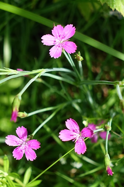 Sweden Flowers, Dianthus armeria, Knippnejlika, Büschel-Nelke, Ruige anjer, Deptford Pink, Grass Pink