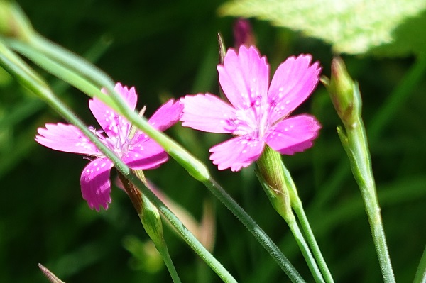 Dianthus armeria, Knippnejlika, Büschel-Nelke,  Ruige anjer, Deptford Pink, Grass Pink