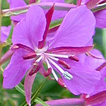 Epilobium angustifolium - Flowers of Sweden