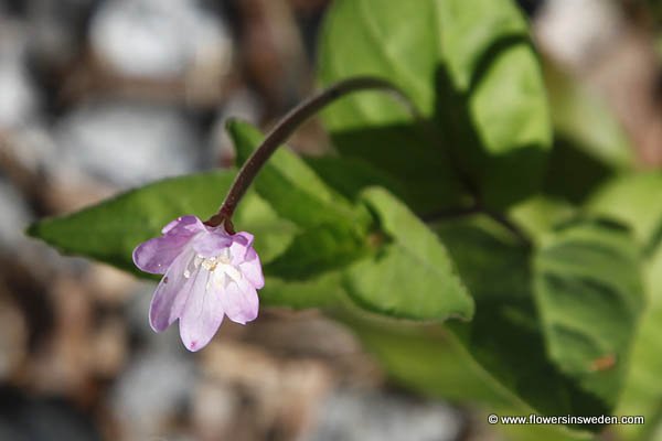 Epilobium collinum, Backdunört, Hügel-Weidenröschen, Basterdwederik, Hill Willow-herb