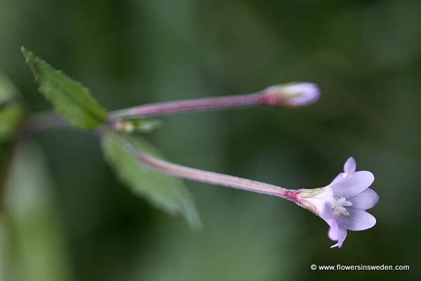 Sweden Wildflowers and native plants