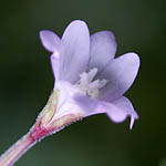 Epilobium collinum - Flowers of Sweden