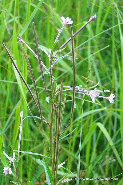 Sweden, Flowers, Botany, Nature