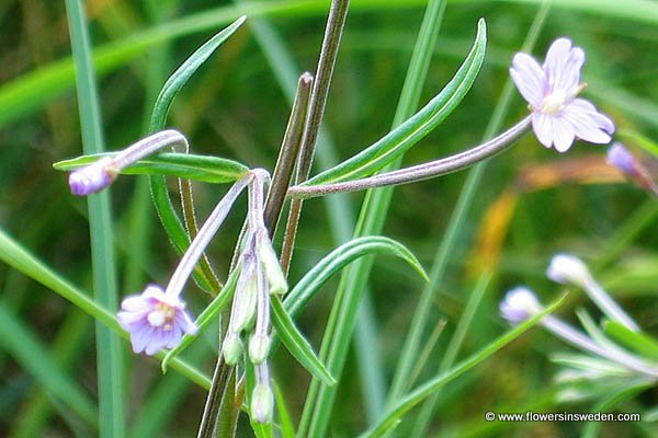 Epilobium palustre, Kärrdunört, Sumpf-Weidenröschen,  Moerasbasterdwederik, Marsh Willowherb