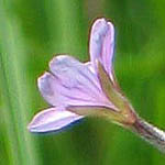 Epilobium palustre - Flowers of Sweden