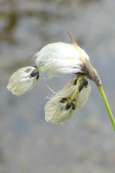 Sweden Flowers, Eriophorum angustifolium, Ängsull, Schmalblättriges Wollgras, Veenpluis, Common cottongrass, Common cottonsedge