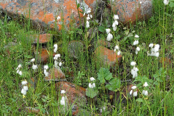 Eriophorum angustifolium, Ängsull, Schmalblättriges Wollgras, Veenpluis, Common cottongrass, Common cottonsedge