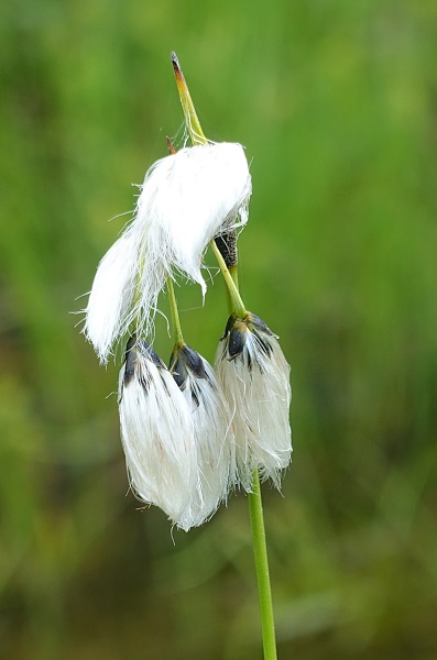 Flowers in Sweden, Eriophorum angustifolium, Ängsull, Schmalblättriges Wollgras, Veenpluis, Common cottongrass, Common cottonsedge