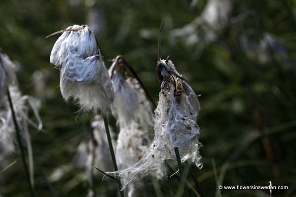 Eriophorum latifolium, Gräsull, Breitblättriges Wollgras, Breed Wollegras, Broad-leaved Cotton Grass