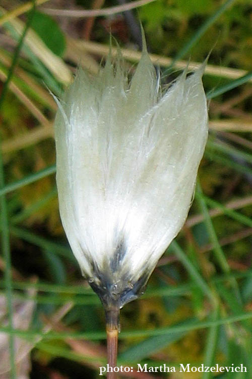 Sweden, Nature, Flowers, Botany