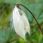 Eriophorum vaginatum - Flowers of Sweden