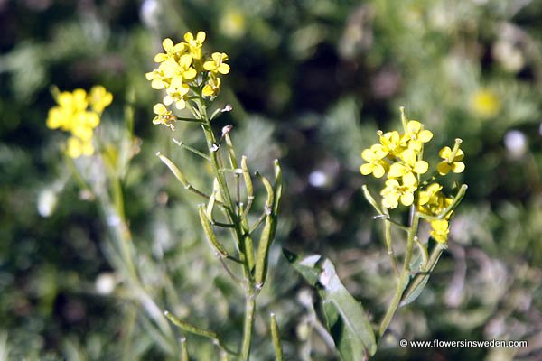 Zweden, Bloemen, Wild, Natuur, Reizen