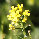 Erysimum cheiranthoides - Flowers of Sweden
