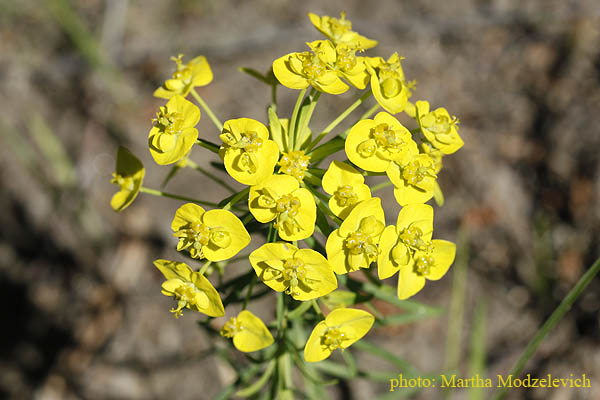 Vilda blommir i Sverige