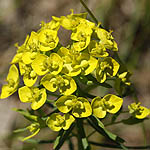 Euphorbia palustris, Tithymalus palustris - Flowers of Sweden
