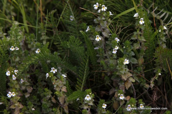 Sweden Wild Flowers, Vilda blommor i Sverige - Svenska blommor, Sverige vilda växter