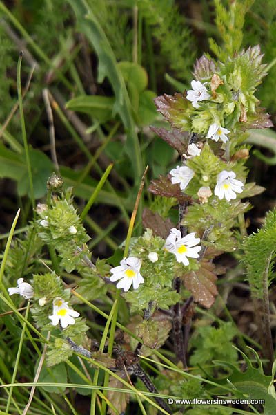 Euphrasia stricta, Vanlig ögontröst,  Steifer Augentrost, Stijve ogentroost, Drug eyebright