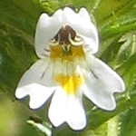Euphrasia stricta - Flowers of Sweden