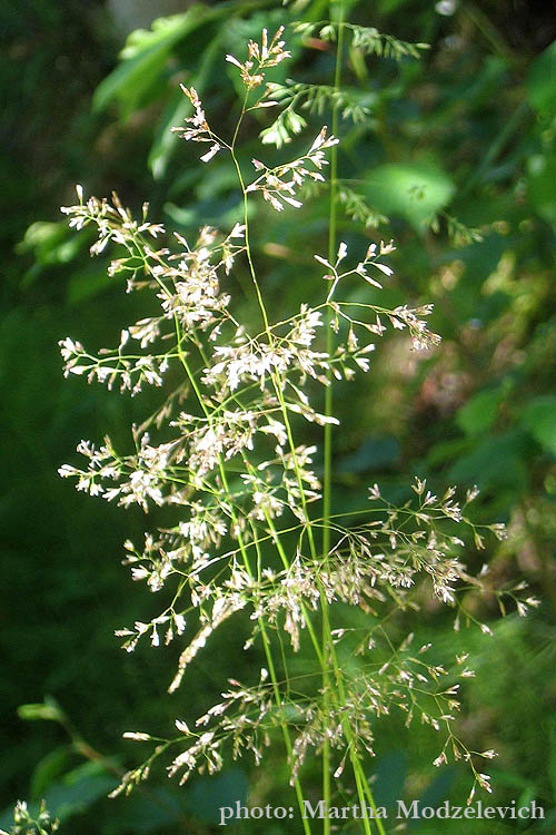 Fältflora,Festuca altissima, Skogssvingel, Wald-Schwingel, Zwenkgras, Wood Fescue