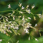 Festuca altissima - Flowers of Sweden