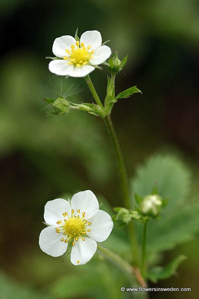 Wilde planten in Zweden