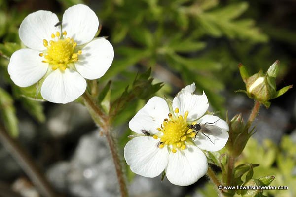 Fragaria vesca, Smultron, Wald-Erdbeere, Bosaardbei, Woodland Strawberry