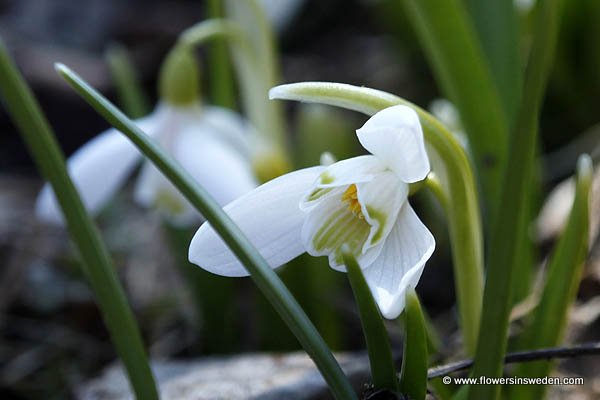 Vilda blommor i Sverige