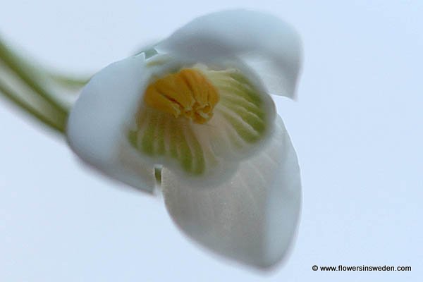 Zweden, Bloemen, Natuur