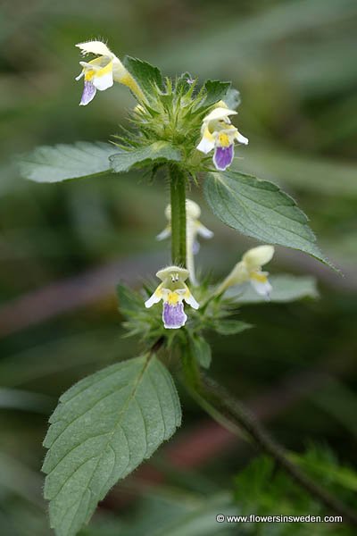 Zweden, Bloemen, Natuur