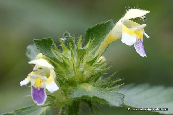 Flora of Sweden online, Native plants