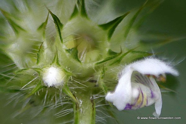 Sweden, Nature, Flowers