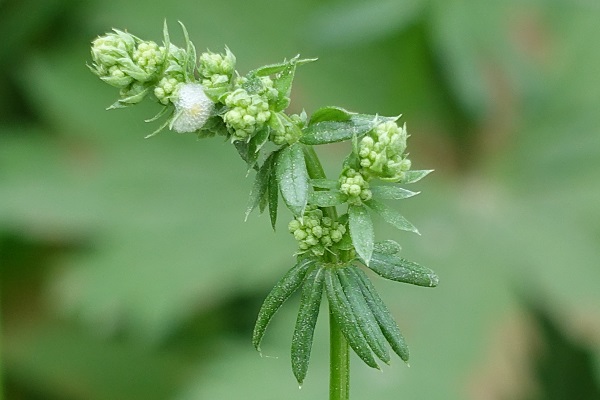 Galium album, Galium erectum, Stormåra, Weißes Labkraut, Glad walstro, Hedge Bedstraw, white bedstraw