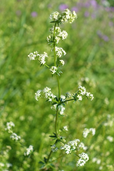 Flowers in Sweden, Wildflowers, Nature