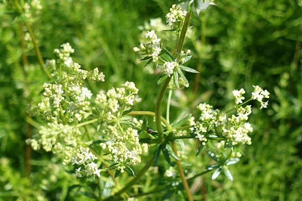 Galium album, Galium erectum, Stormåra, Weißes Labkraut, Glad walstro, Hedge Bedstraw, white bedstraw