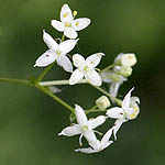Galium aparine - Sweden Wildflowers